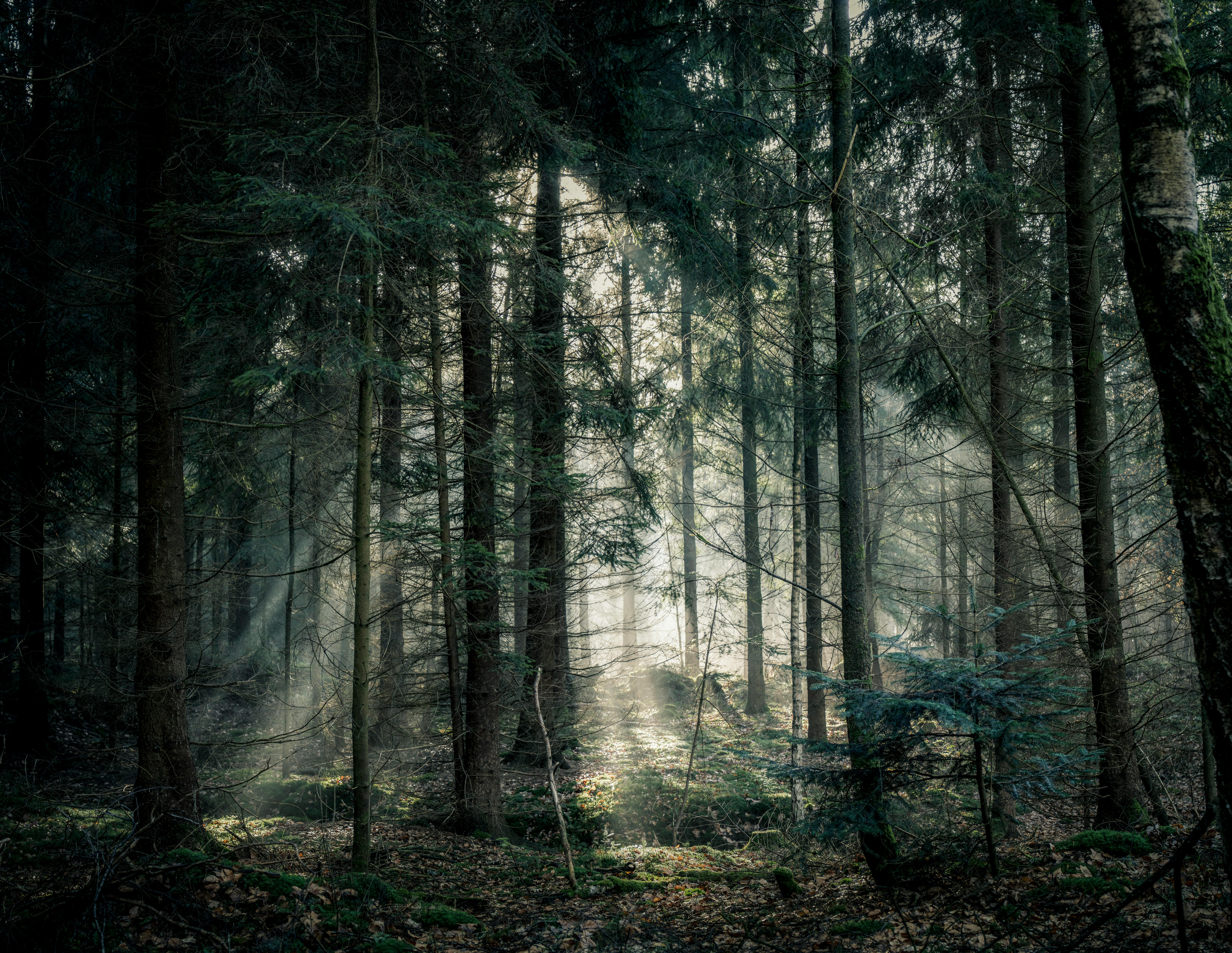 Erholung im Bayerischen Wald: Wellnessurlaub in Deutschland